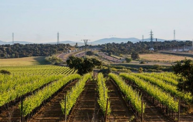 vinedos con la carretera de fondo
